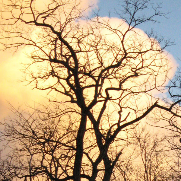 Photograph of trees with lit up clouds